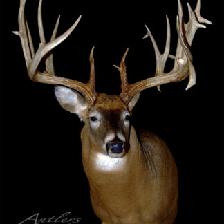 A taxidermy mount of the Brian Andrews Buck, a large whitetail deer with wide, tall antlers, is displayed against a solid black background. "Antlers by Klaus" appears in the lower left corner.