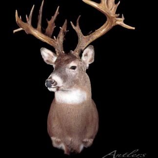 The Homer Pearson Buck is displayed against a black background, showcasing its large, symmetrical antlers that are tall, wide, and intricately branched with many points.
