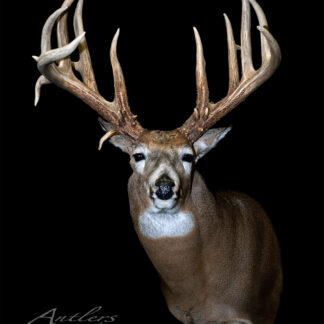The Jerry Hampton Buck, a mounted whitetail deer with large multi-point antlers, is displayed against a solid black background. The detailed taxidermy highlights the head, neck, and upper shoulders.
