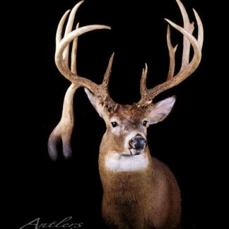 A taxidermy mount called "Lobster Claw" featuring a deer with large, asymmetrical antlers—one broad and misshapen—displayed against a black background. The photo has an "Antlers by Klaus" watermark.