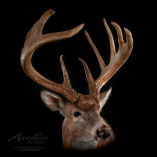 A close-up of a deer’s head with large, detailed antlers against a black background. The light brown deer has upright ears and multi-point antlers. “Jordan Buck” is written in the lower left corner.