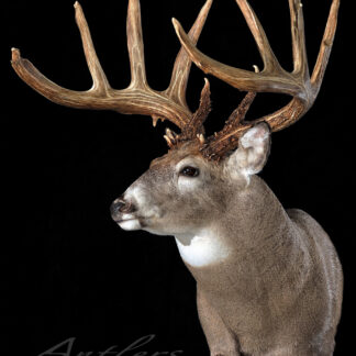 The John Breen Buck, a mounted whitetail deer head with large, multi-point antlers, is displayed against a solid black background. "Antlers By Klaus" appears at the bottom left corner.