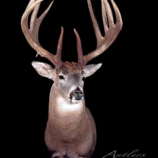 The Curt Van Lith Buck is a taxidermy mount of a white-tailed deer with large, symmetrical, multi-point antlers, shown facing forward against a solid black background.