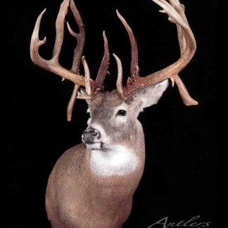 The Brian Bice Buck is a mounted white-tailed deer head with large, thick-tined antlers, displayed against a solid black background and featuring an "Antlers by Klaus" watermark.