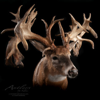 Hole in the Horn, a taxidermy deer mount known for its exceptionally large and intricate antlers with numerous tines branching in all directions, is displayed against a black background.