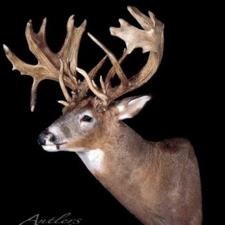 The Gary Smith Buck is a taxidermy mount of a deer with an unusually large, complex set of antlers featuring many points and broad, palmated sections, displayed against a solid black background.