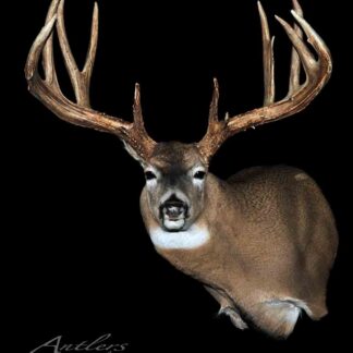 The product "Illinois Road Kill" features a mounted whitetail deer with large, branched antlers, displayed from the chest up against a solid black background, facing forward.