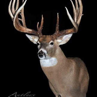 The James Rath Buck is a mounted white-tailed deer with large, symmetrical antlers set against a black background. Its brown fur and white underside highlight the prominent, branching antlers for striking display.
