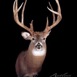 The Jeff Whisker Buck, a mounted white-tailed deer with impressive multi-point antlers, faces forward against a black background, with the Antlers by Klaus logo in the lower right corner.