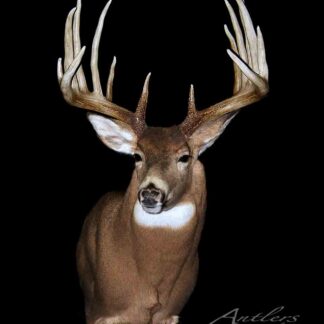 The Lloyd Goad Buck, a mounted white-tailed deer with large, symmetrical antlers and brown fur accented by a white throat patch and underside, is displayed against a black background.