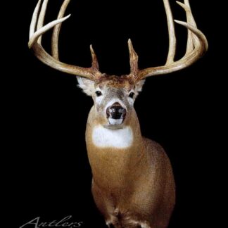 A mounted Forest Richardson Buck with large, branching antlers is displayed against a solid black background. Facing forward, it showcases its impressive antlers and detailed fur. “Antlers by Klaus” appears in the corner.