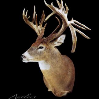 The Carl Wenke Buck taxidermy mount features a deer with large, complex antlers, displayed against a solid black background and facing slightly left to highlight its impressive antler structure.