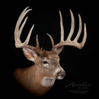 A mounted white-tailed deer head with large, symmetrical antlers is displayed against a black background. The text Kent Petry Buck appears in the lower right corner.