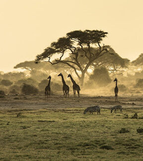 Experience the beauty of the savanna with African Life-Size Skins & Capes—five giraffes and two zebras amid golden grasslands, acacia trees, and warm light, perfect for creating a stunning wildlife display.