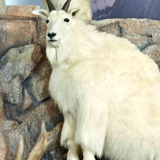 A thick white-furred mountain goat with black horns stands on rocky terrain, promoting Mountain Goat Skins with a blurred mountainous background.
