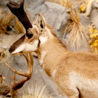 A Pronghorn Life-Size Skin in tan and white with dark, curved horns stands before rocky terrain and dry grasses, while part of another animal's antlers appears in the foreground.