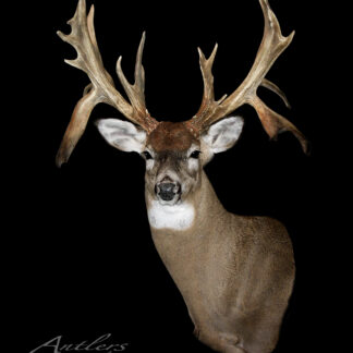 The Bobby Beeman Sheds features a mounted deer head with impressive multi-pointed antlers, set against a solid black background. Expert lighting highlights the detailed texture of both the antlers and fur.