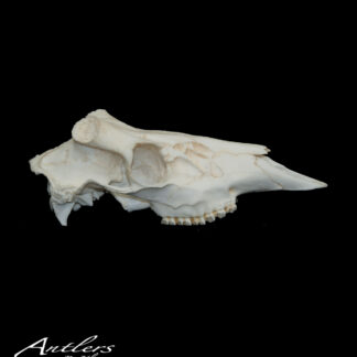 Whitetail Skull