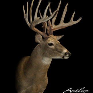 The Beldenville Buck, a mounted deer head with large, branching antlers, is displayed against a solid black background. "Beldenville Buck" and copyright info appear in the lower right corner.