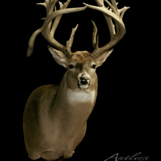 The Aaron Gould Buck is displayed against a black background, facing forward with detailed fur, large intricate antlers, and prominent white markings on its nose and throat.