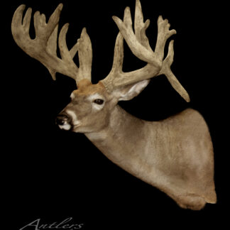 A taxidermy mount of the Chris Warren Buck features a large, wide-set rack of antlers and detailed fur against a black background. "Antlers by Klaus" is displayed in the corner.