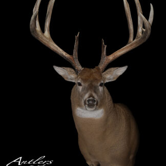 A mounted deer head with impressive antlers, titled "The Beast (Prokop)," is displayed against a solid black background with the product name at the bottom left corner.