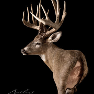 The Jim Cogar Buck features a taxidermy deer mount with large antlers against a black background. The deer's back is artistically carved to reveal an intricate woodland scene within the body.
