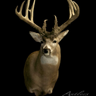The Mark Leiker Buck, a mounted deer head with large branched antlers, is displayed against a solid black background facing forward. The words “Mark Leiker Buck” appear in the lower right corner.