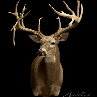 The Taylor Plendl Sheds features a mounted deer head with wide, symmetrical antlers displayed against a black background, highlighting the intricate branching and the contrast of its brown fur with the dark backdrop.