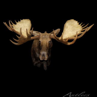 A Real Langlois Moose head with large, wide antlers is mounted against a black background, facing forward to showcase its detailed features. "Antlers By Klaus" appears in the lower right corner.