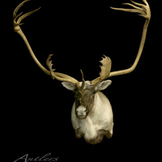 A mounted Labrador Caribou head with unusually large, wide-spreading antlers is displayed on a black background. A watermark reading "Antlers By Klaus" appears in the lower left corner.