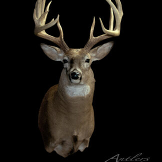 A mounted McKinley Buck deer head with large, symmetrical antlers is displayed against a black background. The text “Antlers by Klaus” appears in the bottom right corner.