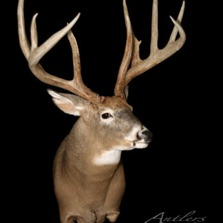 A mounted Brad Jerman Buck with large, branched antlers is displayed against a black background, facing slightly right. “Antlers by Klaus” appears in the lower right corner.