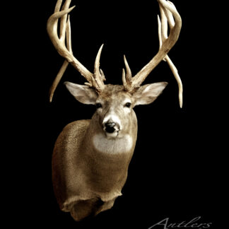 A taxidermy mount of the Hoosier Flyer, a white-tailed deer with large, branching antlers, is displayed against a black background. The Antlers By Klaus logo and copyright notice appear in the bottom right corner.