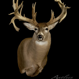 A taxidermy mount of a large white-tailed deer with impressive, wide antlers is displayed against a solid black background. The text Texas High Tower Sheds appears in the lower right corner.