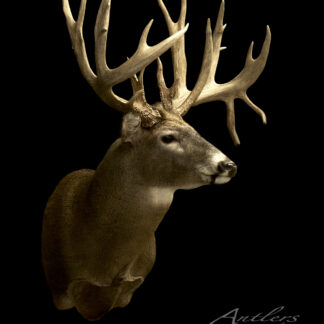 Taxidermy mount of a white-tailed deer with large, multi-pointed antlers against a black background. "Tim Nuss Buck" is written in the lower right corner.