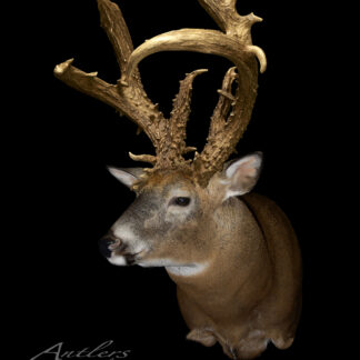 The Julian 6 Point features large, complex, and unusually shaped golden antlers on a mounted deer head against a black background. The image is watermarked with Antlers by Klaus.