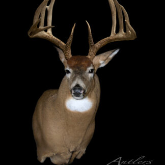 The Ron Shaulis Buck, featuring large symmetrical antlers and brown fur with white chest and face markings, is displayed against a solid black background. "Antlers by Klaus" appears in the bottom right corner.