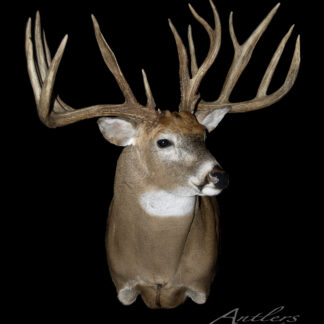 A taxidermy mount of the David Grundy Buck, a white-tailed deer with large, multi-point antlers, is displayed against a black background. “Antlers by Klaus” appears in the bottom right corner.