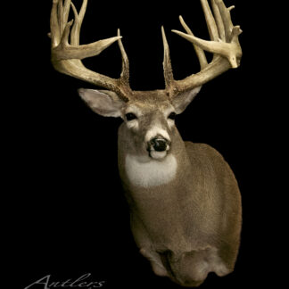 A taxidermy mount of the Larry MacDonald Buck with wide, impressive antlers on a black background. The deer faces forward, highlighting its thick neck and detailed antlers. Text reads "Antlers by Klaus.