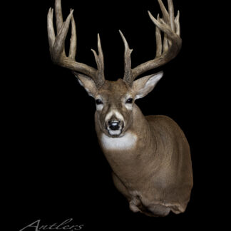 The Koberstein Buck taxidermy mount features a large buck with wide antlers, displayed facing forward against a solid black background. The image is watermarked "Antlers by Klaus.