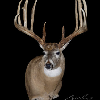 A taxidermy mount of the Wayne Bills Buck, featuring a large deer with wide antlers and brown fur with a white chest, set against a black background. The image has an “Antlers by Klaus” watermark.