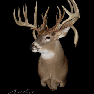 The Larry Raveling Buck is a taxidermy mount of a white-tailed deer with exceptionally large, intricate antlers, beautifully displayed against a solid black background.