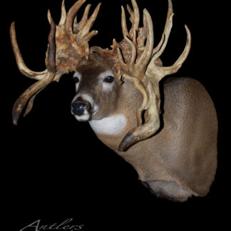 A taxidermy mount of a deer with exceptionally large, intricate antlers featuring many thick, twisting points set against a black background. The mount is labeled as the "Sammy Walker Buck.