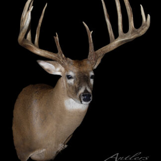 A mounted Mel Johnson Buck with large, symmetrical antlers is displayed against a black background. "Antlers By Klaus" appears in the lower right corner.