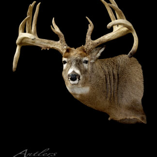 Elmer H. Sellin, a mounted deer head with large branching antlers, is displayed against a solid black background facing forward. The impressive antler span is clearly visible, and the image features the watermark "Antlers by Klaus.