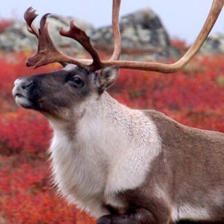 A Barren Ground Caribou Life-Size Skin with impressive antlers stands before a vivid red and orange autumn backdrop, with rocks in the distance.