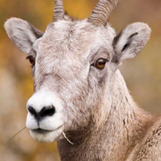 A close-up of a Bighorn Sheep (Ewe) Life-Size Skin shows curved horns, light brown fur, and a strand of grass in its mouth, set against a softly blurred warm yellow-brown background.