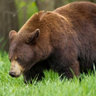 A Black Bear (Brown Phase) Life-Size Skin is shown walking through lush green grass in a forested area, with blurred trees and greenery in the background.