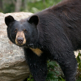 The Black Bear Life-Size Skins feature thick, dark fur with lighter patches on the face and chest, resembling a bear standing on rocks amid green foliage and looking directly at the viewer.